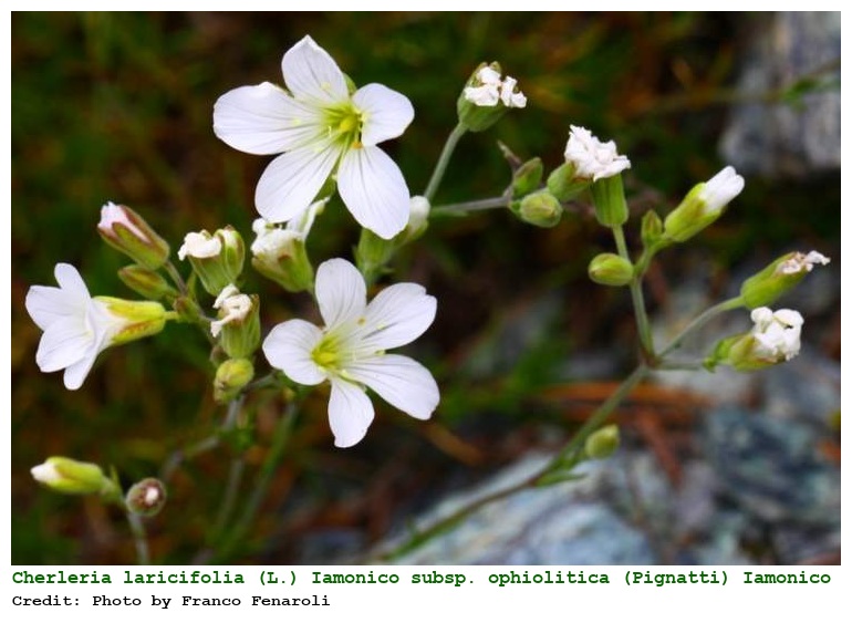 Cherleria laricifolia (L.) Iamonico subsp. ophiolitica (Pignatti) Iamonico